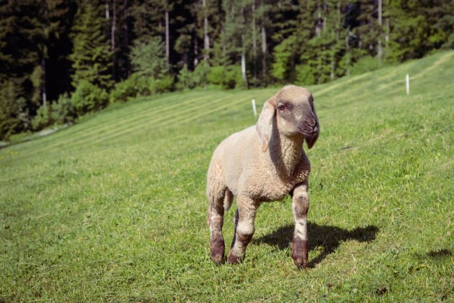 Urlaub am Bauernhof mit vielen Tieren